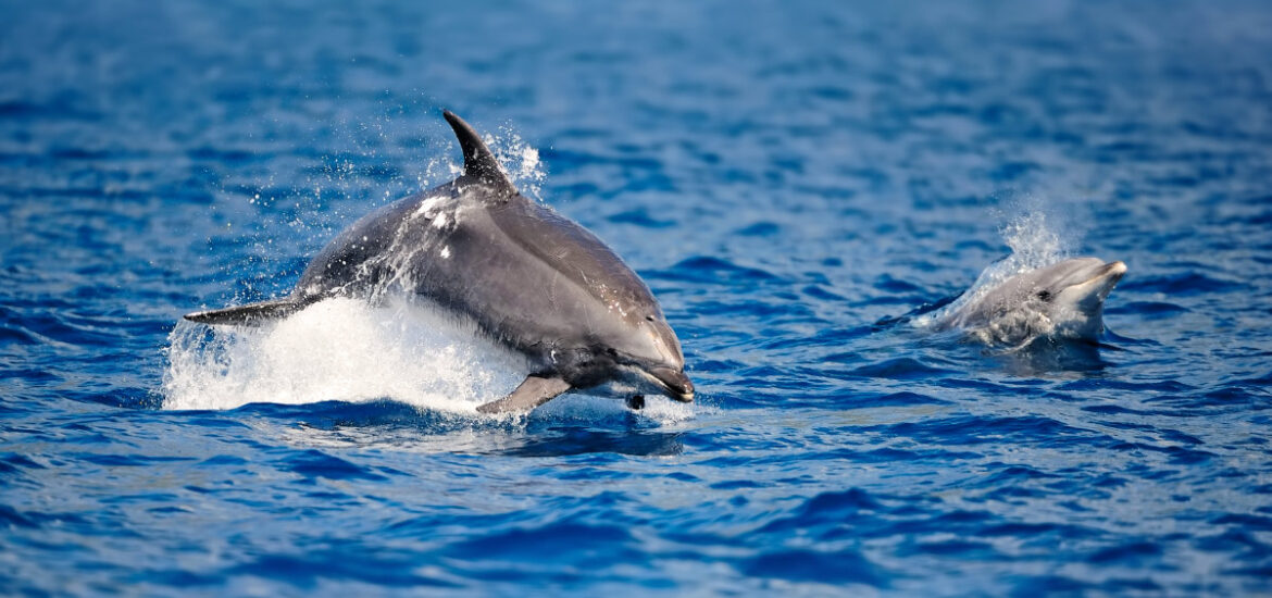 Protezione dei Delfini - Blue Bay Residence