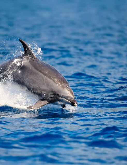 Protezione dei Delfini - Blue Bay Residence